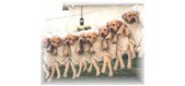 EcoSafe Biodegradable Doggie Bags